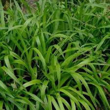 Image result for Cynodon aethiopicus