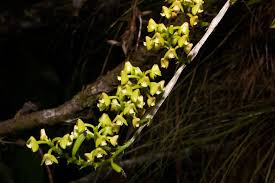 Image result for Polystachya hastata