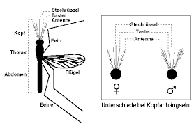 Vögel, eidechsen, spinnen und ameisen besonderes merkmal: Anophelesmucken