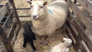 Maybe you would like to learn more about one of these? 5 Top Tips To Prevent Watery Mouth In Lambs Farmers Weekly