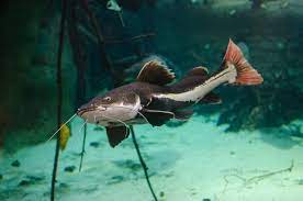 Redtail Catfish Catfish Animals Fish