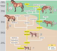 Horse Evolution Prehistoric Animals Extinct Animals