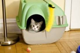 For older kittens acclimating to a larger space, it's best to offer multiple options so that the kitten is always within 10 feet of a litter box. How To Train Your Kitten To Use The Litter Box All You Need To Know