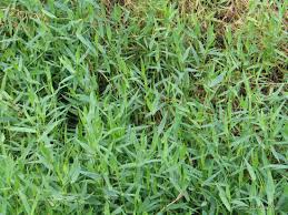 Image result for Urochloa reptans