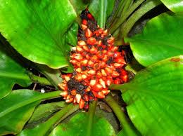 Image result for Palisota schweinfurthii