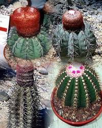 1307 e citrus ave, redlands (ca), 92374, united states. Mixed Melocactus Cactus 20 Seeds Mixed Species Cactus Plants Cactus Flower Cactus House Plants