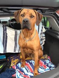 All breeding stock are hip/elbow scored and dna health screened. Zambuana Lodge Rhodesian Ridgebacks