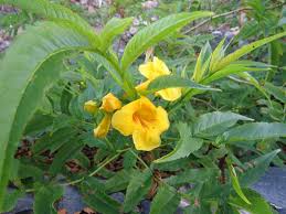 Image result for Dolichandrone alba