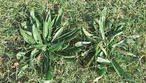 According to the manufacturer, tenacity weed killer spray also controls grassy weeds at seeding, giving your lawn a competitive. New Herbicide Helps Fight Plantain Hay And Forage Magazine