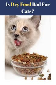 Wet Or Dry Cat Food What Should You Feed Your Cat Dry Cat Food Raw Cat Food Recipes Cat Food
