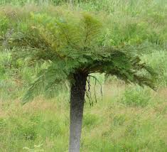 Image result for Cyathea dregei