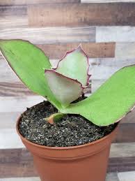 Live Kalanchoe Synsepala Succulent Plant Etsy Succulents Planting Succulents Plants