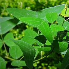 Mariposa christia vespertillonis asal : Istiqamah1658 Khasiat Daun Rerama Rama Ubat Kanser