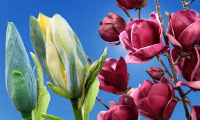 Our horticultural products include indoors & outdoors plants, bonsais and landscaping plants. 2er Oder 4er Set Magnolien Groupon Goods