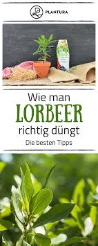 Lorbeer Richtig Giessen Und Dungen Plantura Krauter Anpflanzen Gartentipps Garten Pflanzen