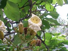 Image result for Fernandoa