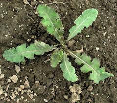 4 to 6 in (10 to 15 cm) notes: Identifying Weeds In The Garden