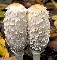Image result for Coprinus comatus