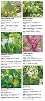 New york late 1700 s black raspberries are but one of more than a dozen different small fruit that can be new york 1898. Trees Of New York Quick Reference Publishing
