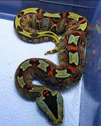 Meet the Rhinoceros viper (Bitis nasicornis) It is a venomous snake that  lives in the rainforests and swamps of West and Central Africa. The body is  made up of different patterns :