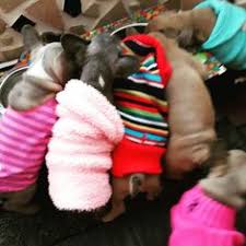 French bulldog puppies for sale atlanta georgia. 12 French Bull Dog Puppies For Sale In Georgia Ideas French Bull Brindle Puppies For Sale