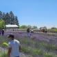 Lavender Festival 2026