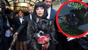 Lady gaga's dog walker was shot in the chest and has been. 0zxcd2vi0fglim