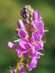 Image result for Grona ramosissima