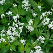 Flowers white to greenish or purple tinted. Sweet Woodruff G Odoratum Friends School Plant Sale