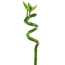 Grow bamboo in pots are not only sturdy in quality and efficient in performance but are also esthetically appealing, blending. Lucky Bamboo 40cm Spiral Stems For Indoor Plant Pot Garden Windowsill Bowl Plants From Gardeners Dream Uk