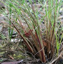 Image result for Rytidosperma davyi