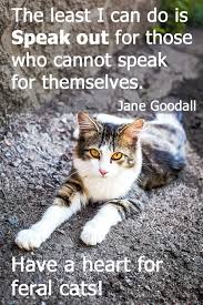 Find high quality printed spay and neuter posters at cafepress. 7 Inspurrational Quotes For Proud Lovers Of Feral Cats Thecatsite Articles