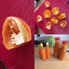Just Harvested Jamaican Hot Yellow And Orange Scotch Bonnet Insanely Oily Inside Damn They Re Tasty In Hot Sauce Hotpeppers