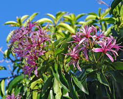 Image result for Calodendrum capense