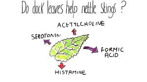In my view if you are inflicted with a nettle sting it is definitely. Do Dock Leaves Help Nettle Stings Youtube