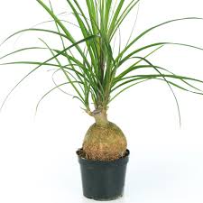 Image result for Beaucarnea recurvata