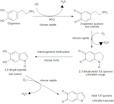 Though there are many different ways food chemically changes over time, browning in particular falls into 2 main c. Reactions De Brunissement Mecanisme Reactionnel