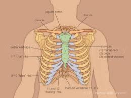 Traditionally, the heart is described as having left heart and right heart chambers. Do They Open The Rib Cage For A Bypass Surgery Quora