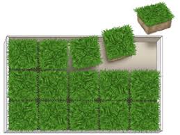 How to care for zoysia grass. Zoysia Farm Nurseries Order Your Zoysia
