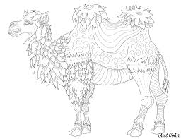 Maybe you would like to learn more about one of these? Camel With Fine Lines Camels Dromedaries Adult Coloring Pages