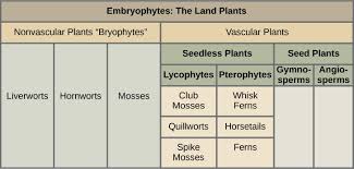 The Plant Kingdom Openstax Concepts Of Biology