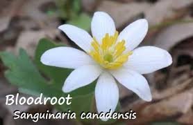 Image result for Abutilon englerianum