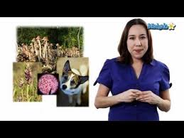 Biotic And Abiotic Factors In An Ecosystem Video Biotic Vs Abiotic Factors Discover The Differences Between These Factors And How These Interact Withi Learn Biology Secondary Science Education Ecosystems