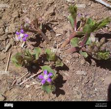 Image result for Raphionacme