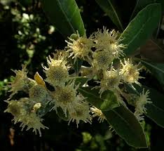 Image result for Brachylaena huillensis