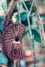 Image result for Aristolochia