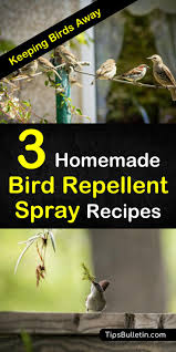 homemade bird repellent spray