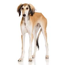 The Best Dog Breed For Modern Dog Magazine