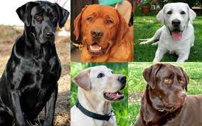 Labrador Retriever 1 Most Popular Dog Breed Info Images Videos Faqs