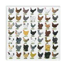 We did not find results for: 49 Chicken Hens Glass Coaster Zazzle Com Chicken Breeds Chicken Breeds Chart Chickens Backyard